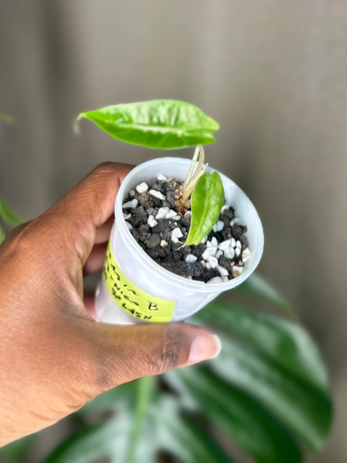 Alocasia Amazonica Aurea Splash - B