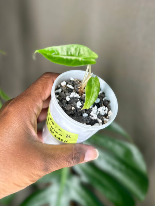 Alocasia Amazonica Aurea Splash - B