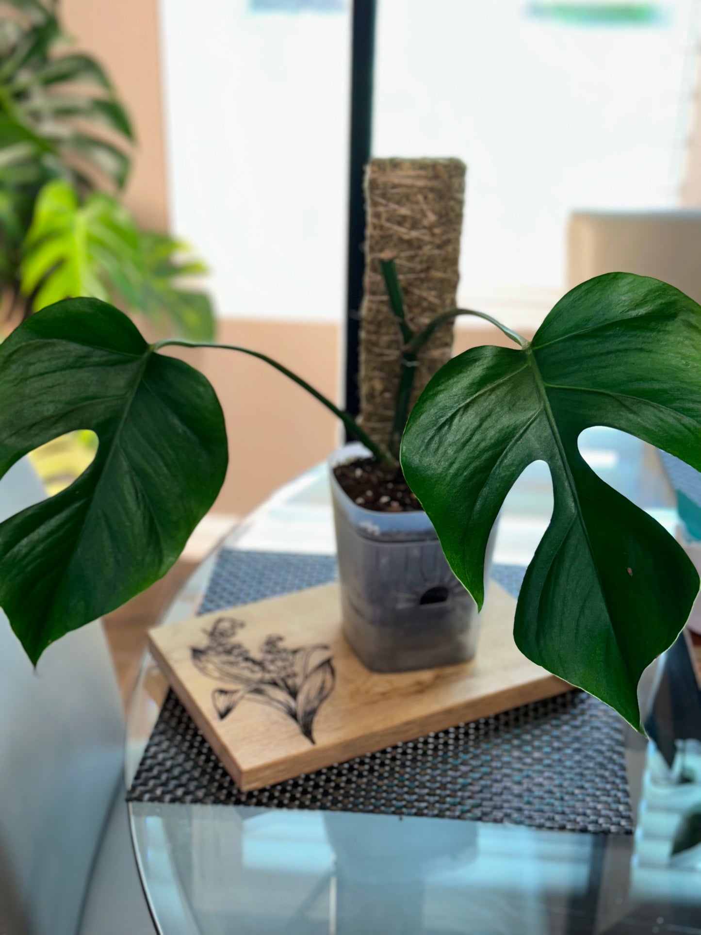 Monstera Sierrana - #4