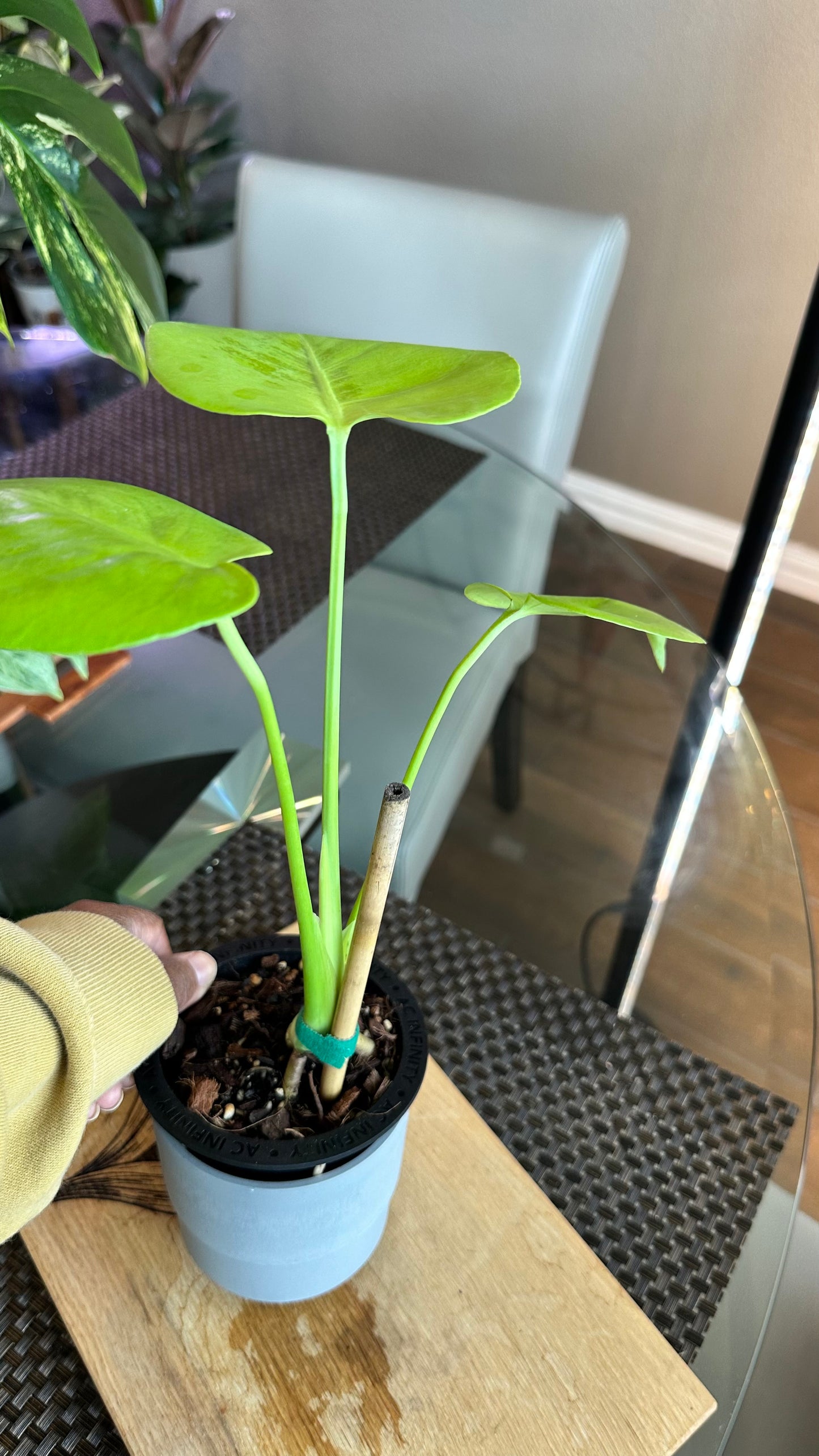 Monstera Lemon Lime