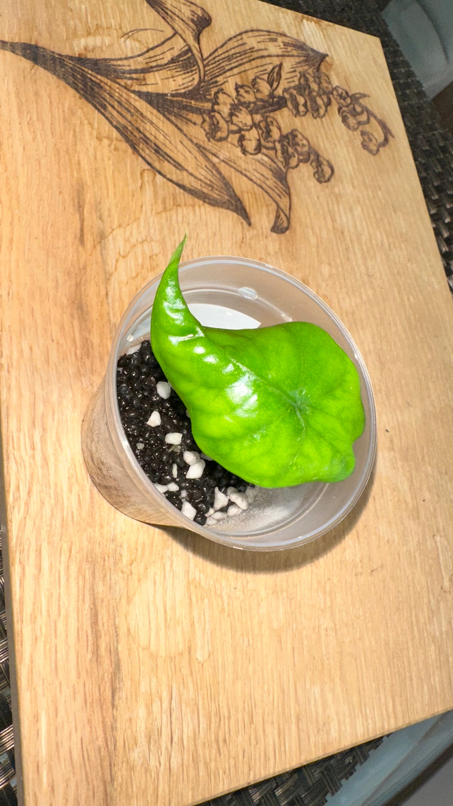 Alocasia Corazon Albo Pup - #4