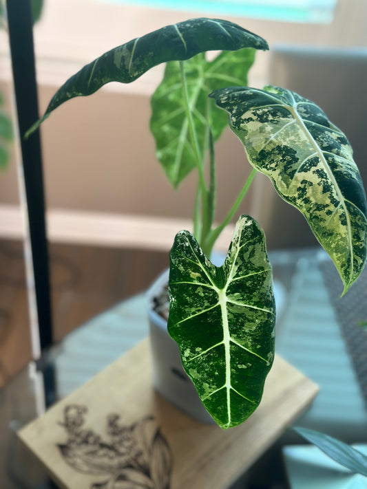Alocasia Frydek Variegated - 6 inch