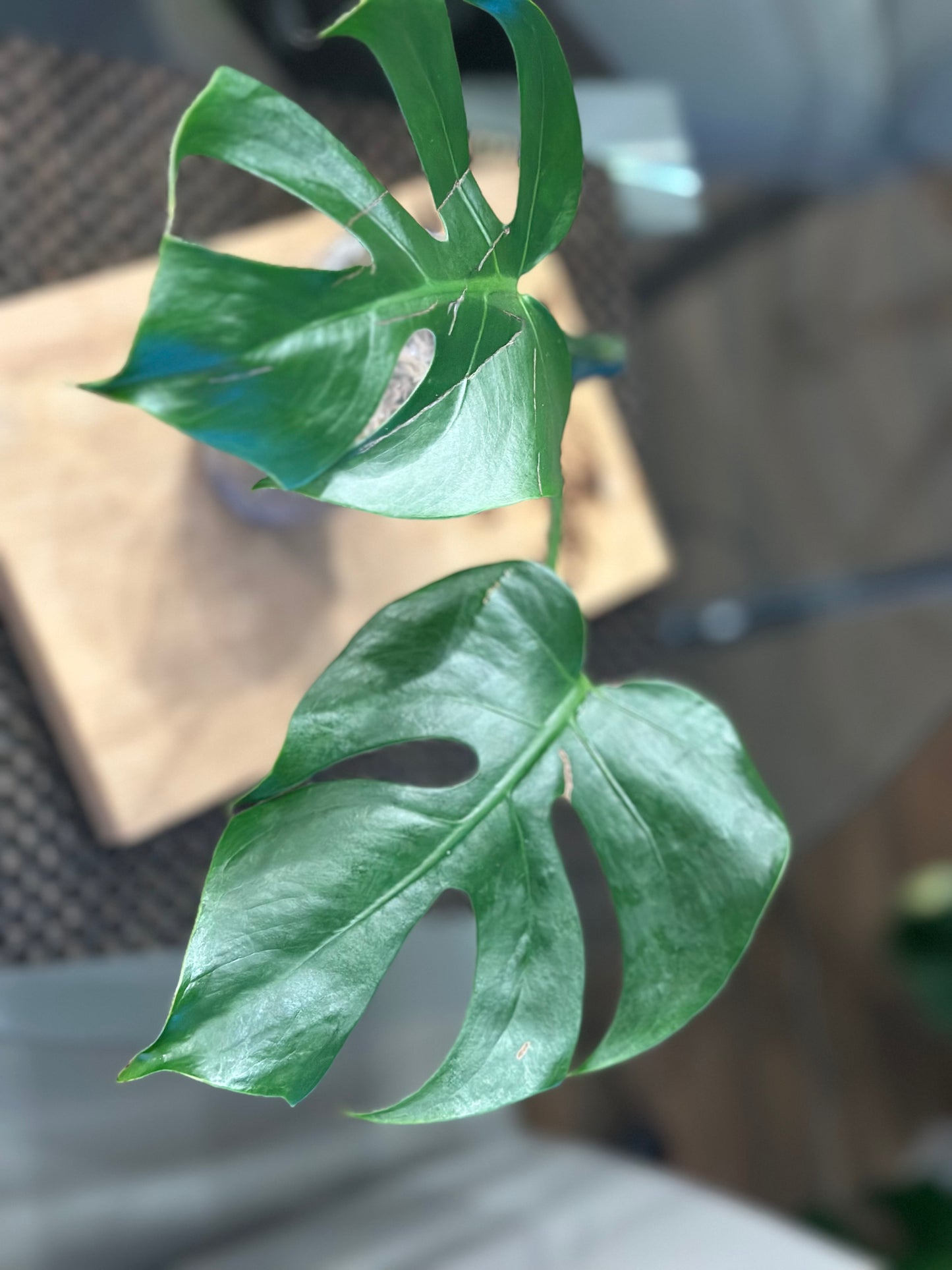 Monstera Compacta - #1