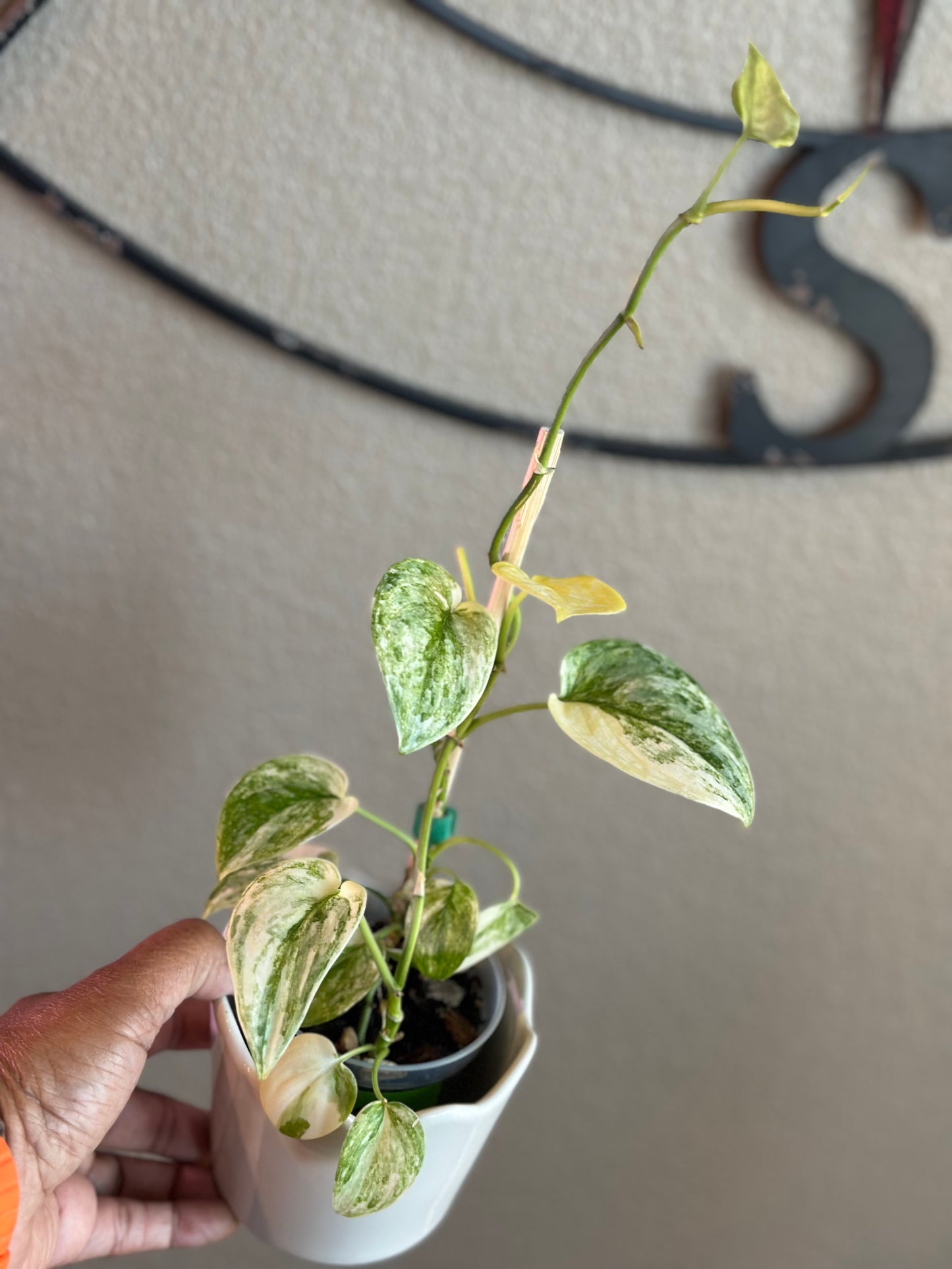 Scindapsis Mayari Albo