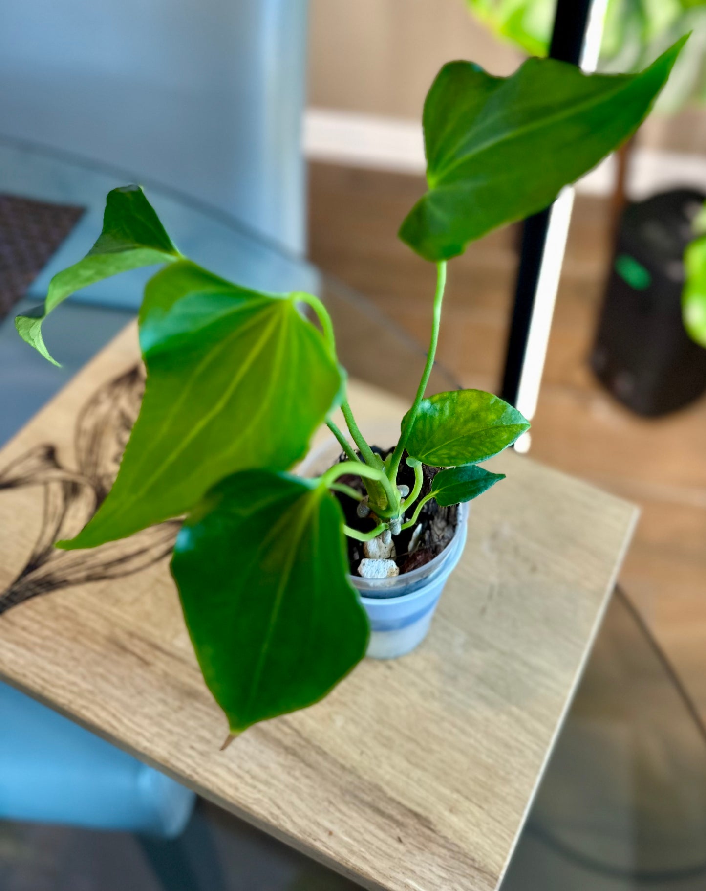 Anthurium Delta Force