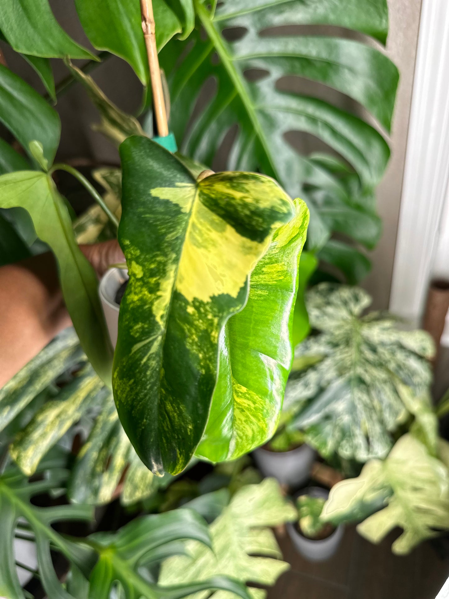 Philodendron Florida Beauty x Mayoi