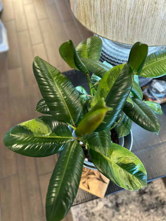 Ficus Shivereana Mutated