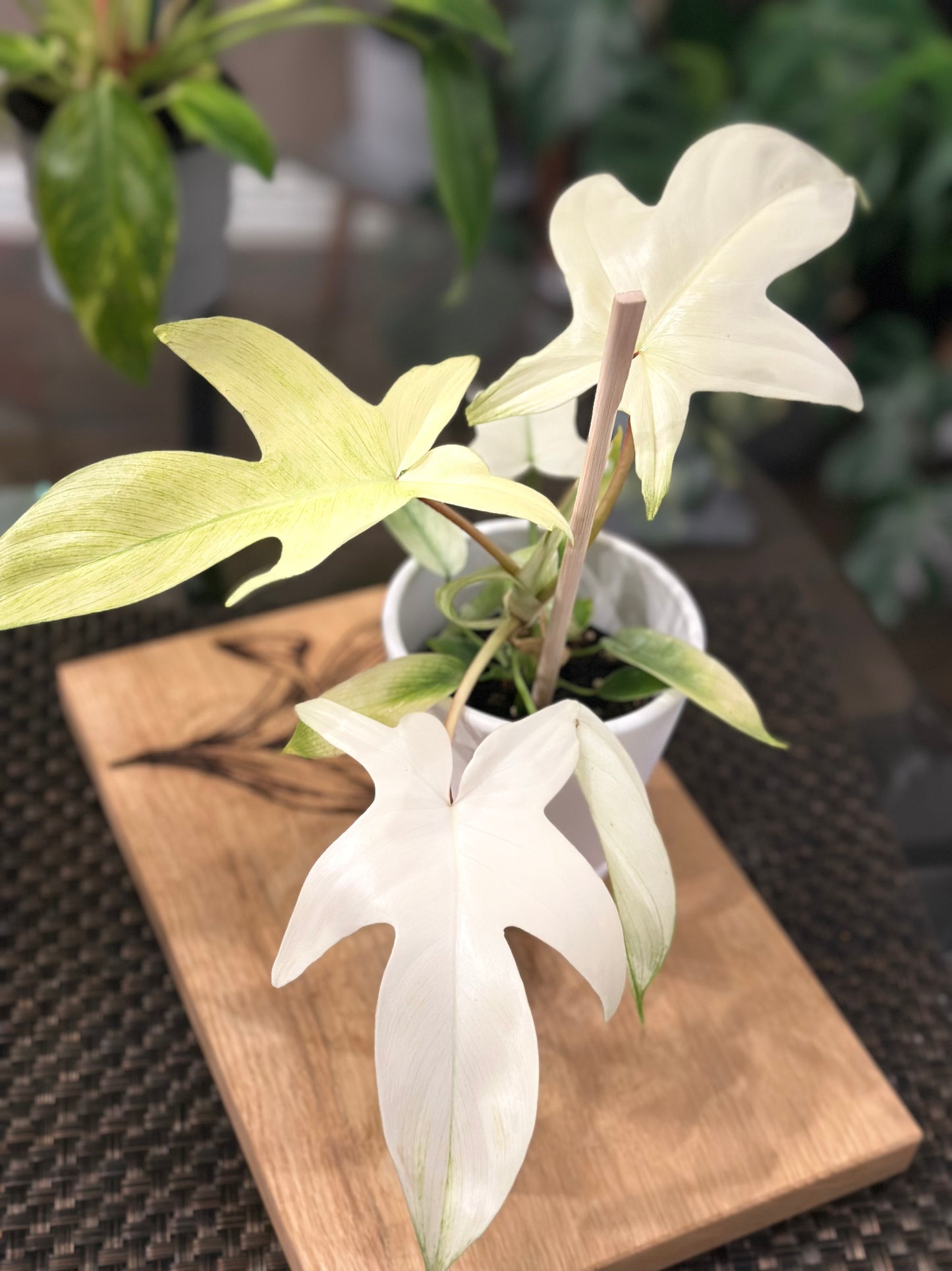 Philodendron Florida Ghost