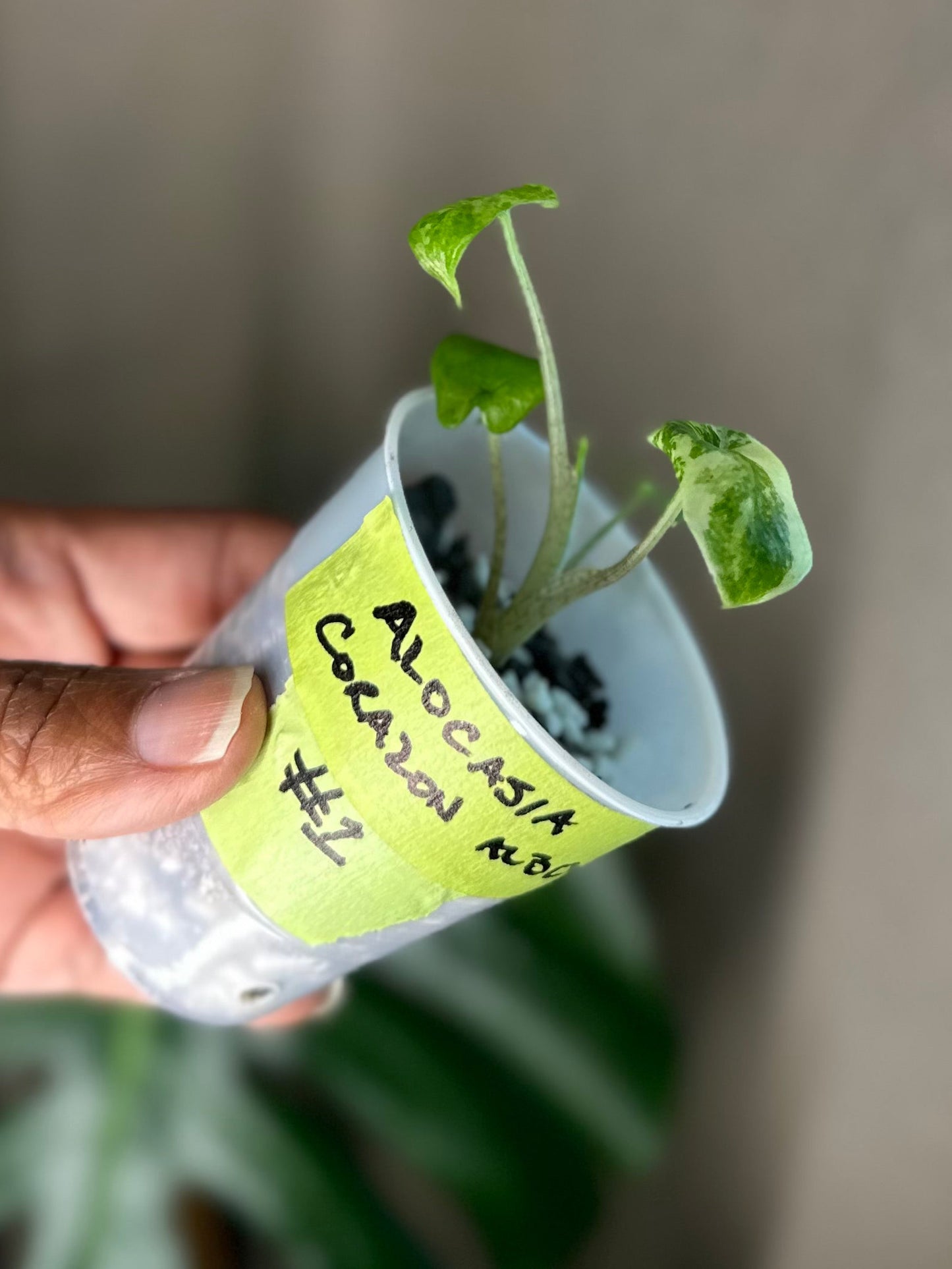 Alocasia Corazon Albo - #1