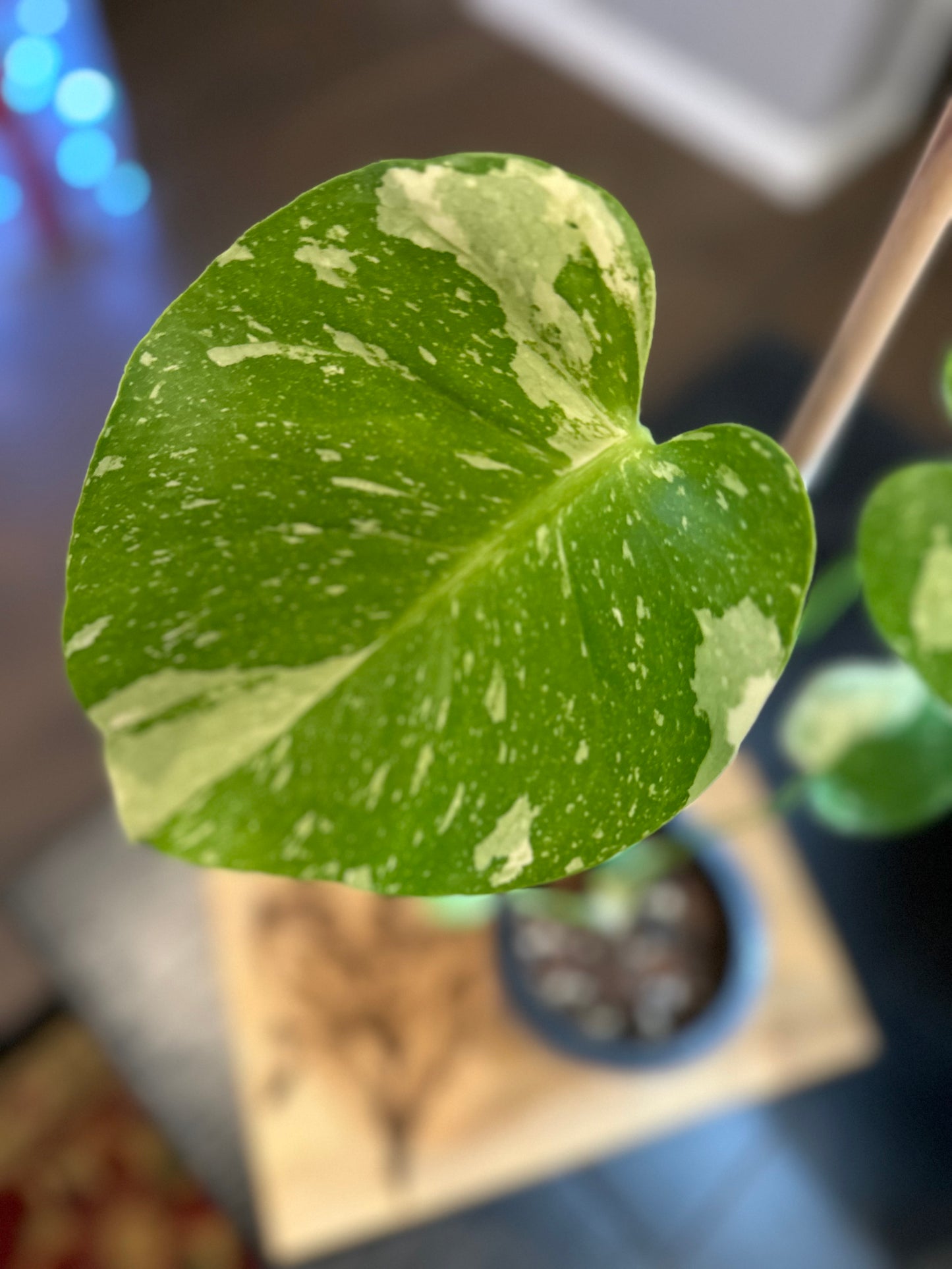 Monstera Crème Brûlée #1