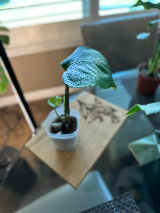 Monstera Sierrana (02) - 4 inches