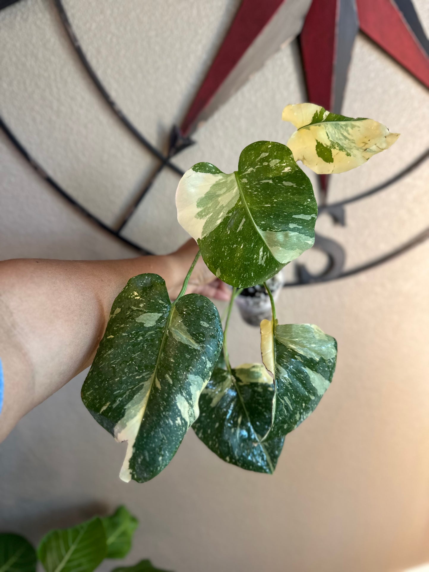 Monstera Thai Constellation - high variegation - B