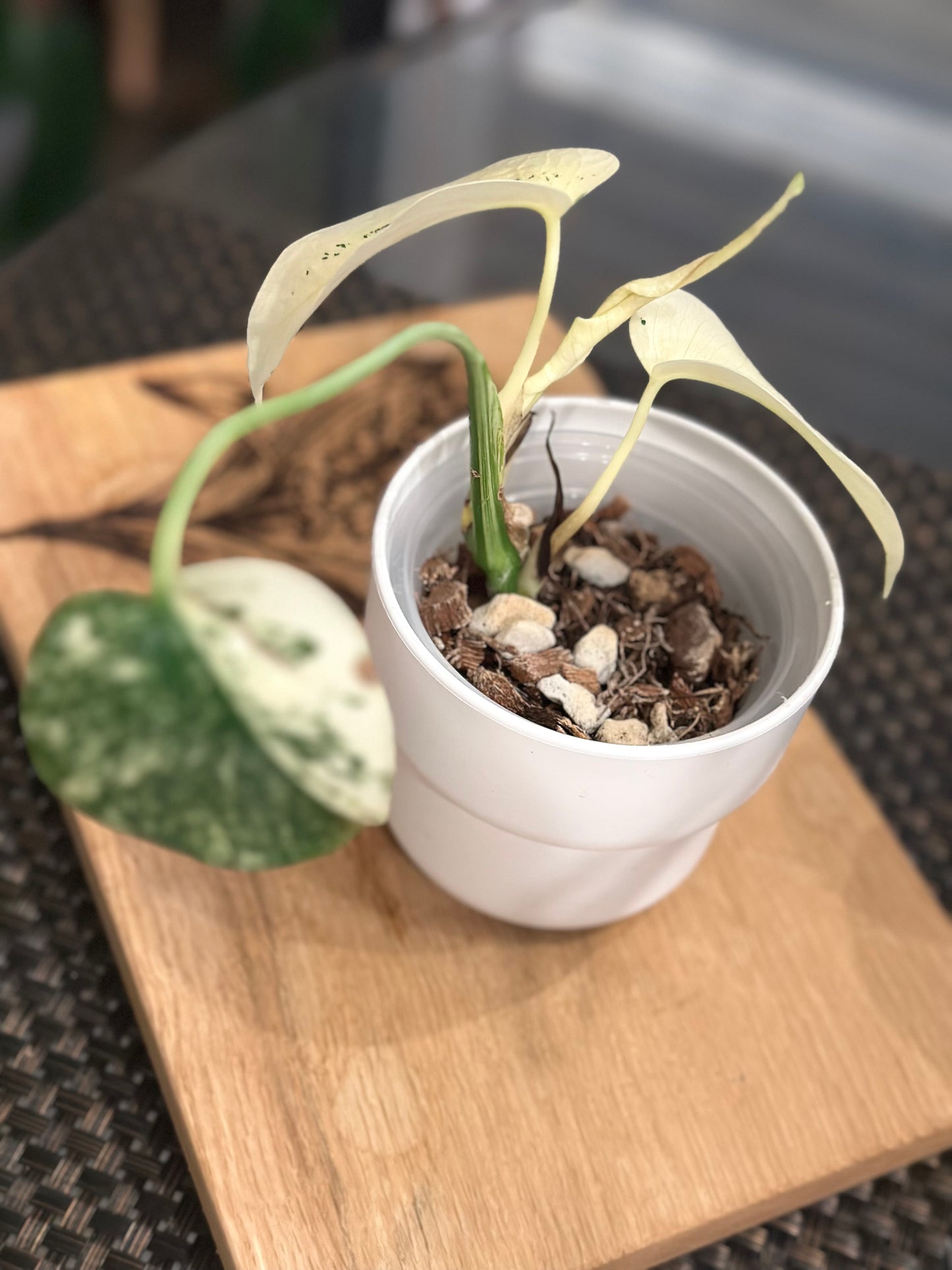 Monstera Mint White Monster - C