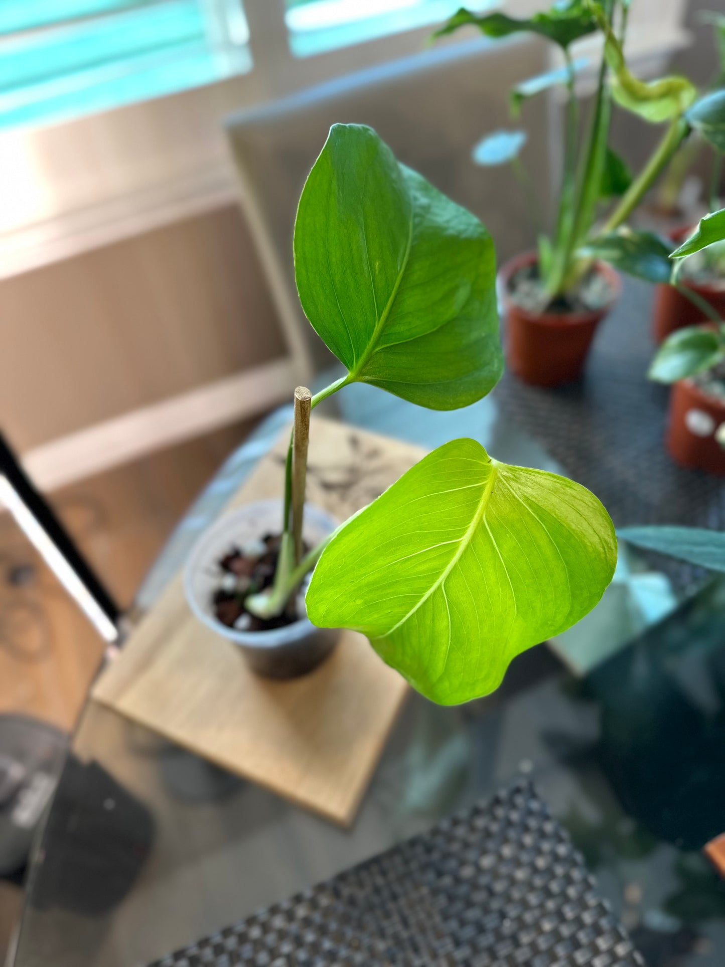Monstera Sierrana (01) - 4 inches