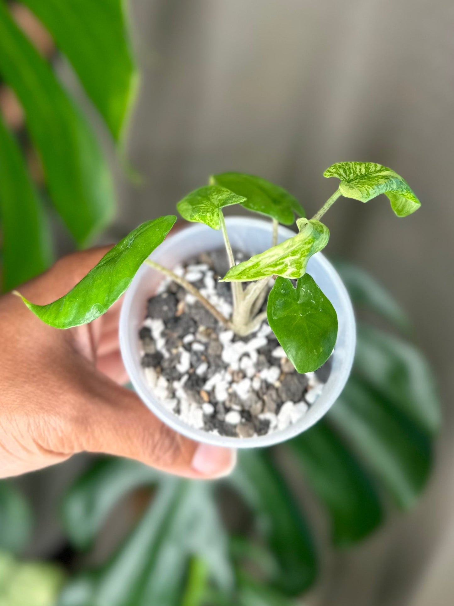 Alocasia Corazon Albo - #4
