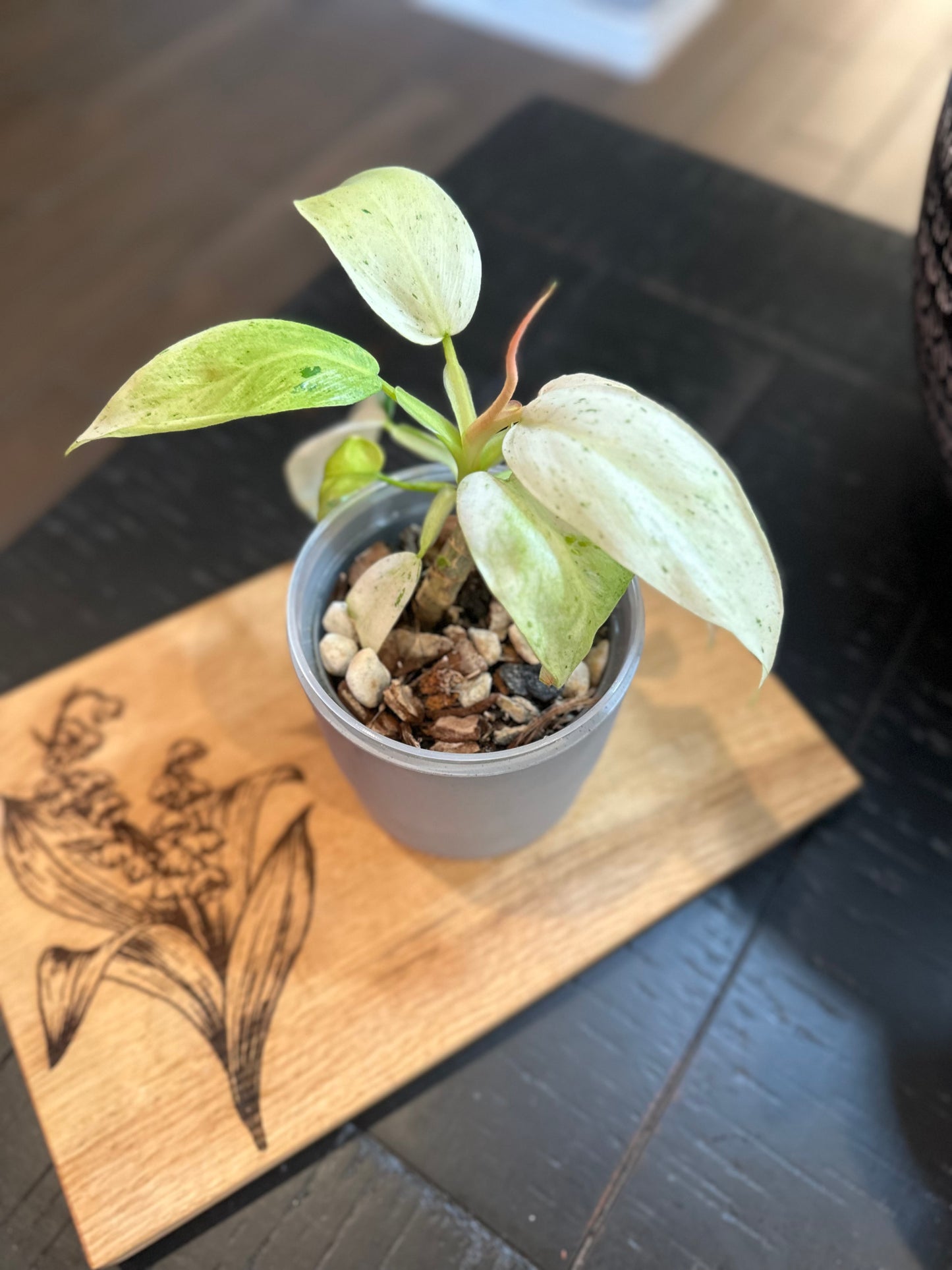 Philodendron Whipple Way (#2)