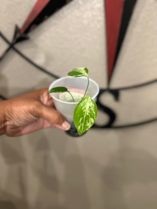 Monstera Bulbasaur - D