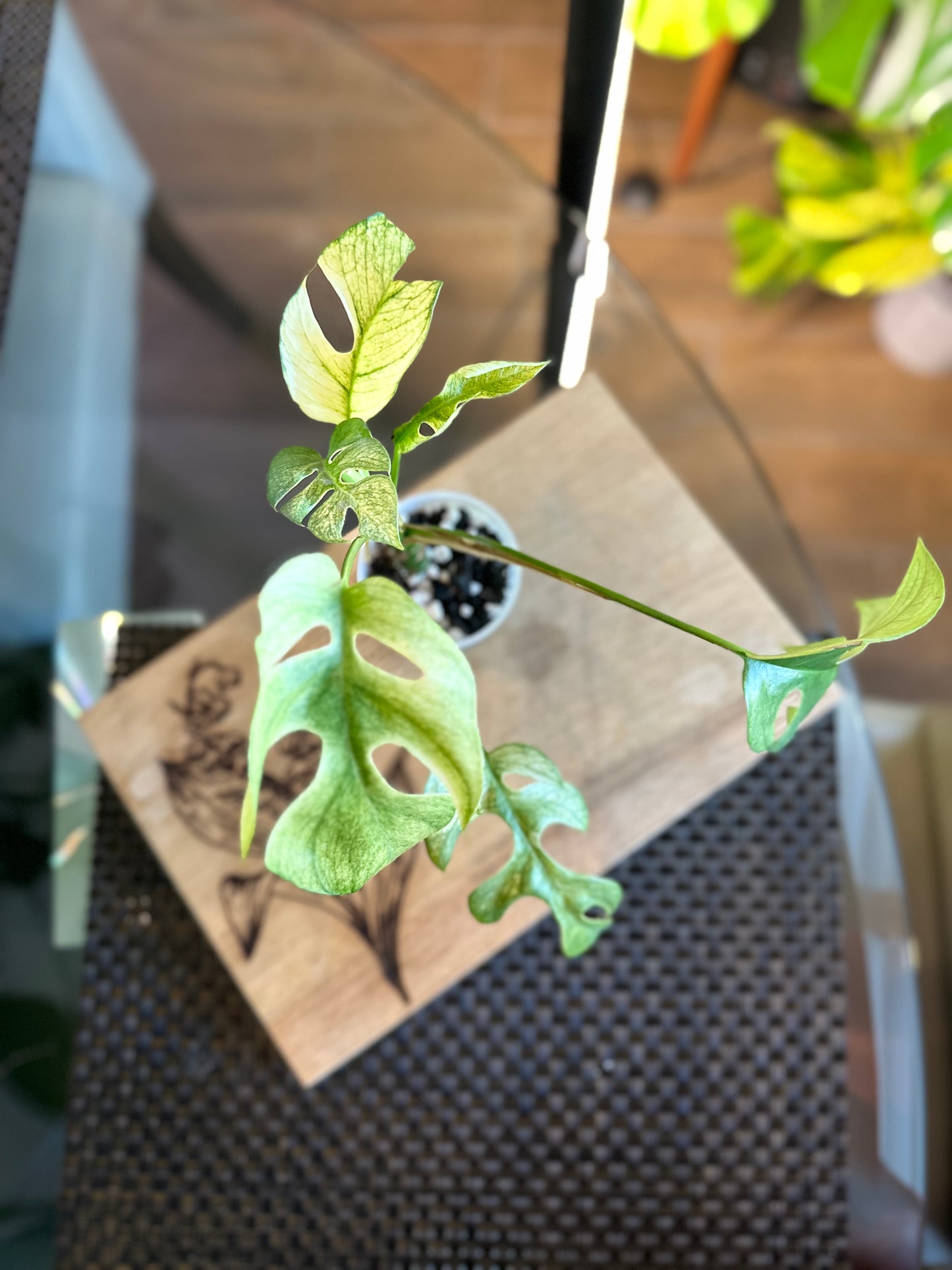 Rhaphidophora Tetrasperma White Monster