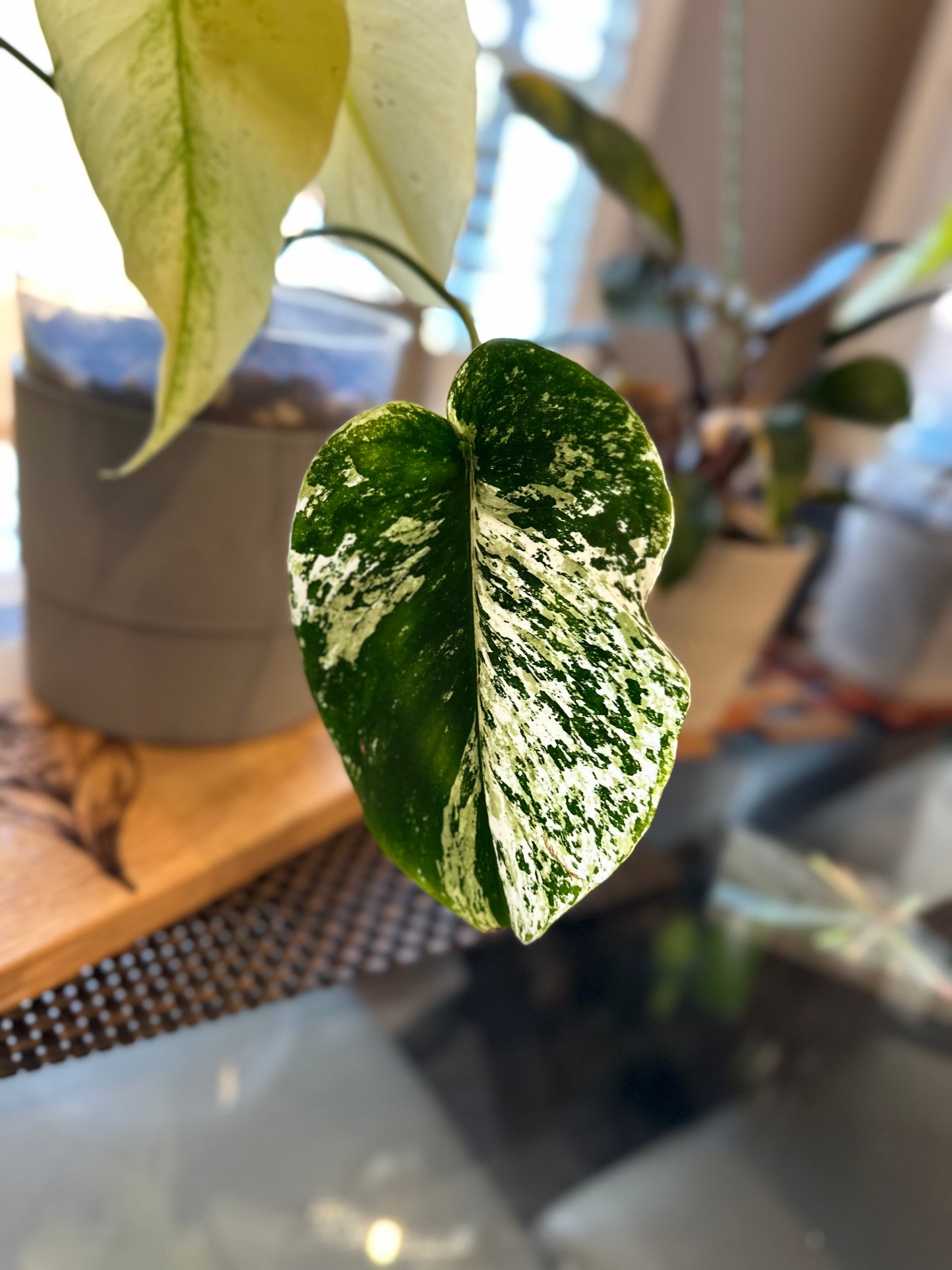 Monstera Mint White Monster - A
