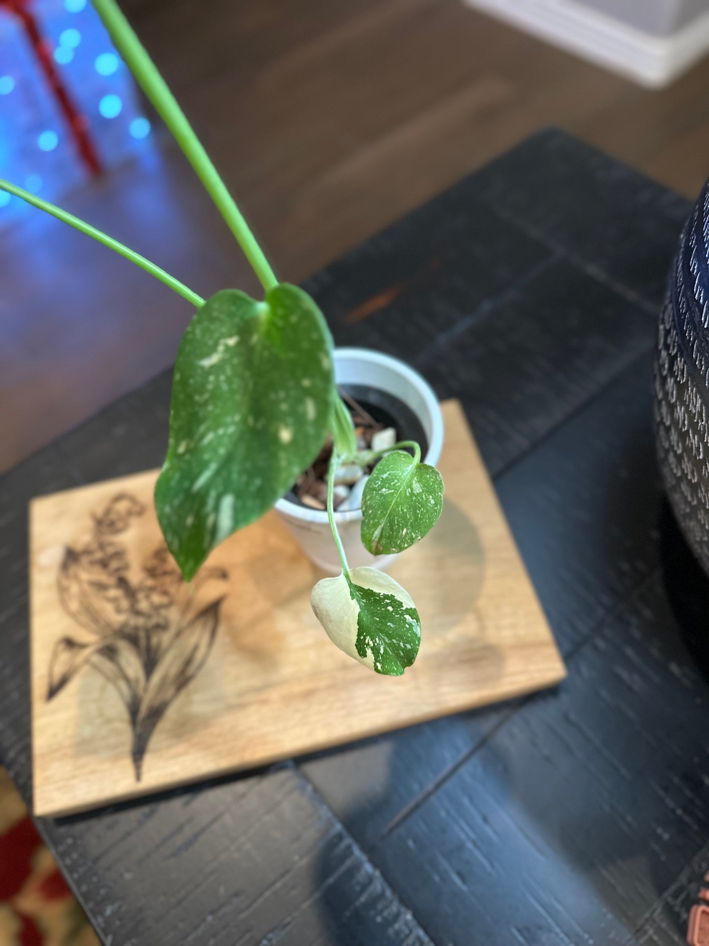 Monstera Crème Brûlée #2