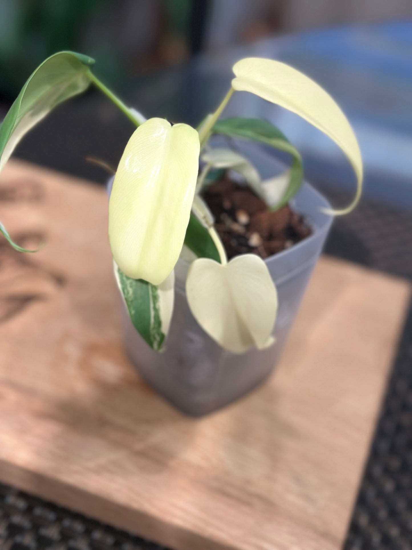 Philodendron Variegated Bipennifolium