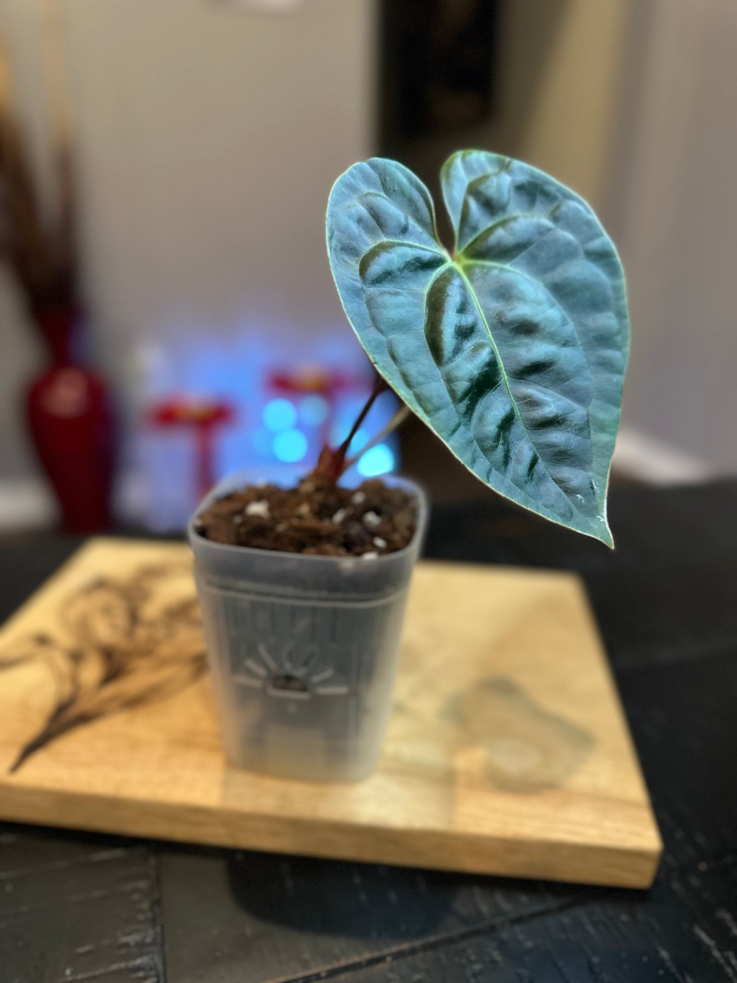 Anthurium Besseae Aff x Black Lux