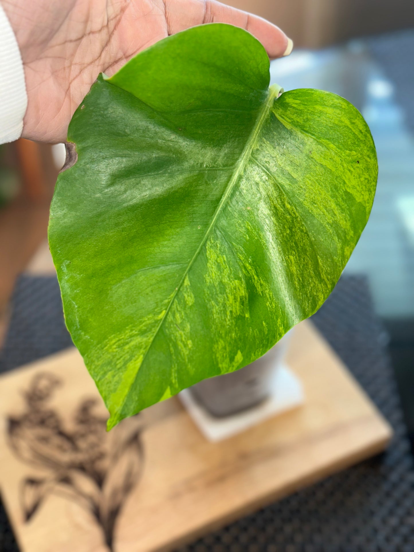 Monstera Green on Green