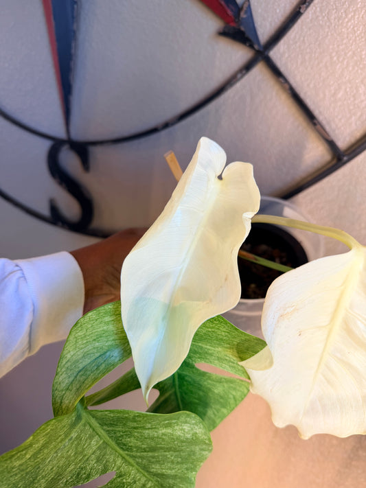 Monstera Mint NOID
