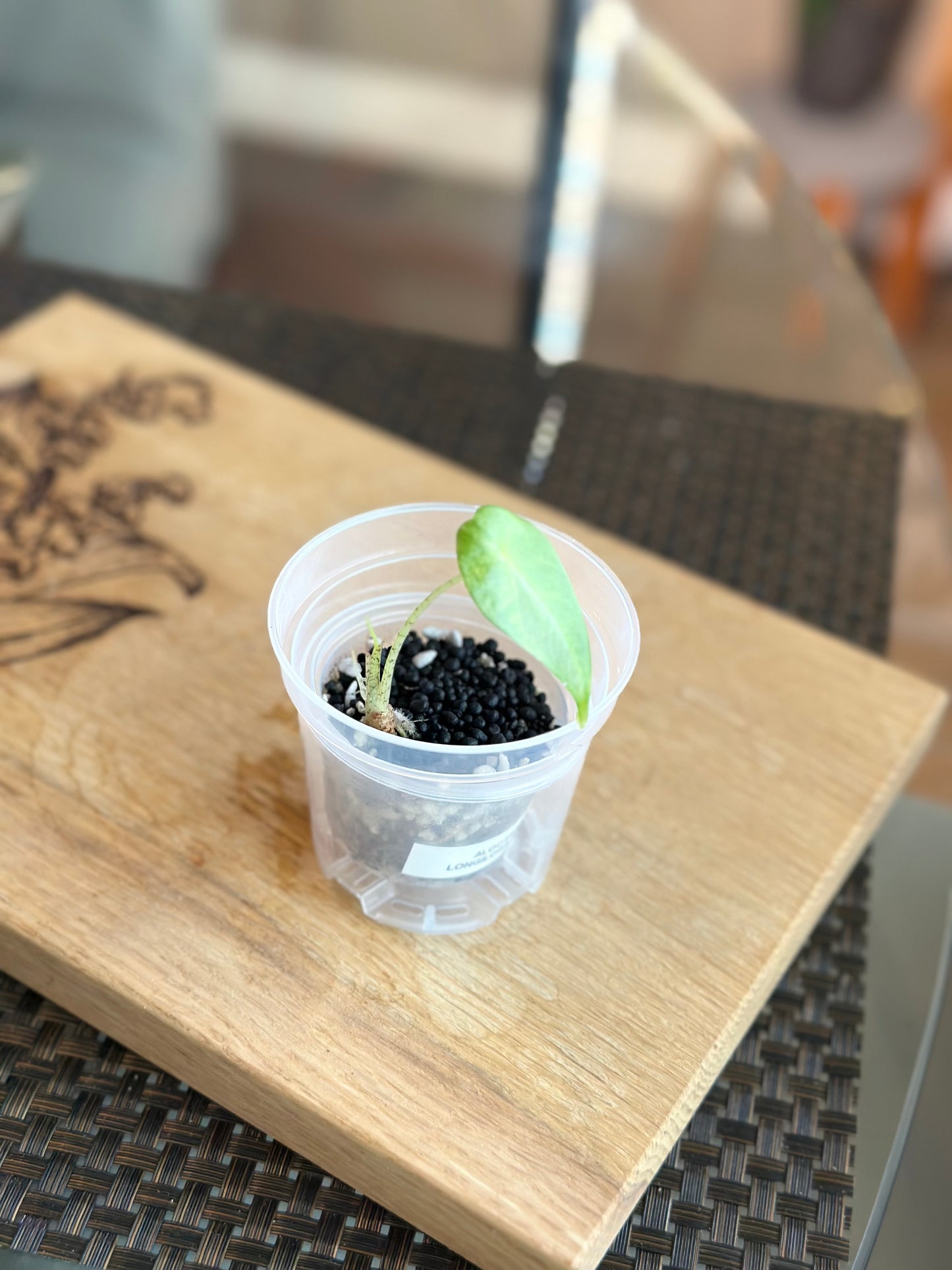 Alocasia Longiloba Albo Pup - #4