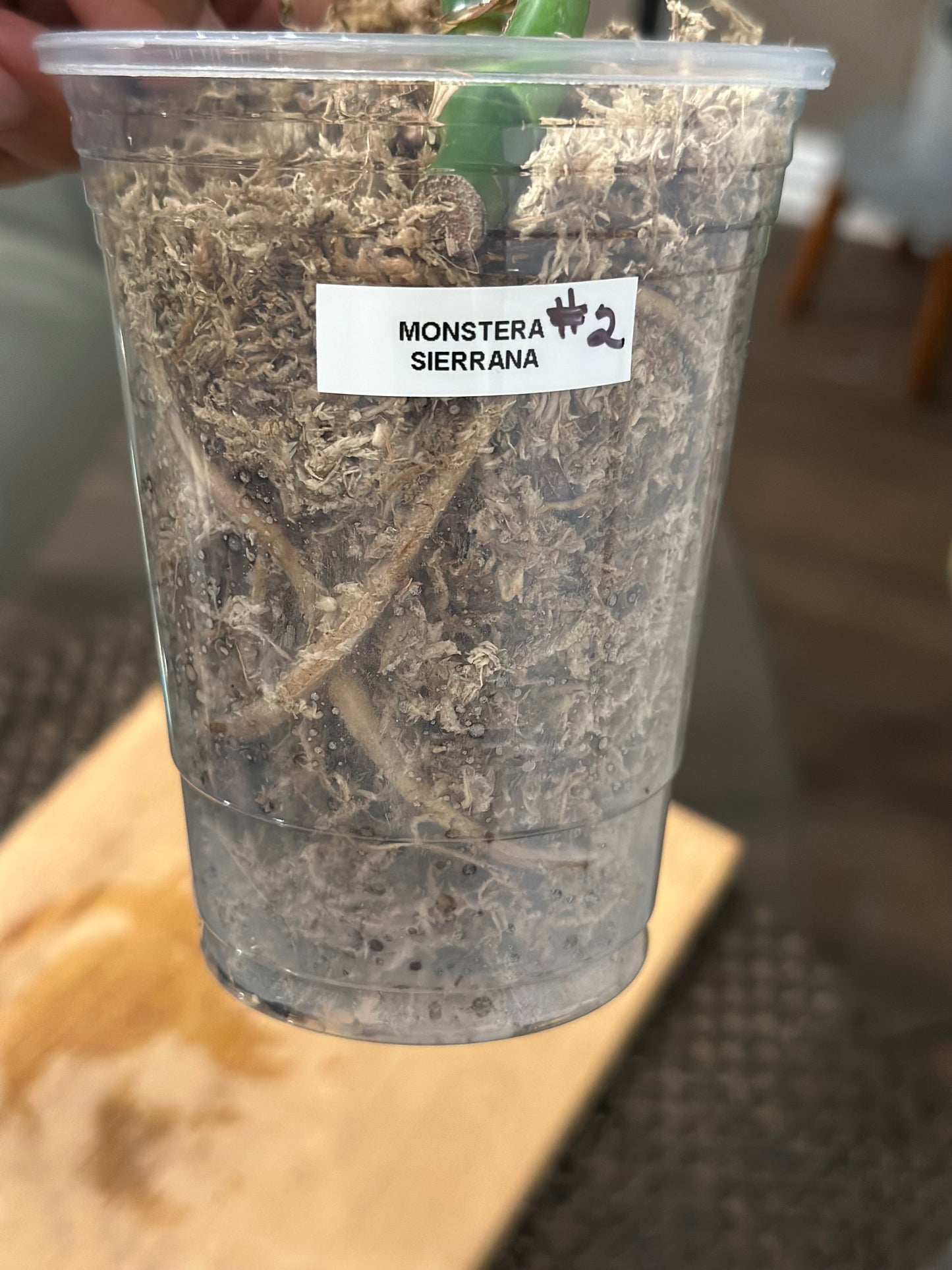 Monstera Sierrana - #2