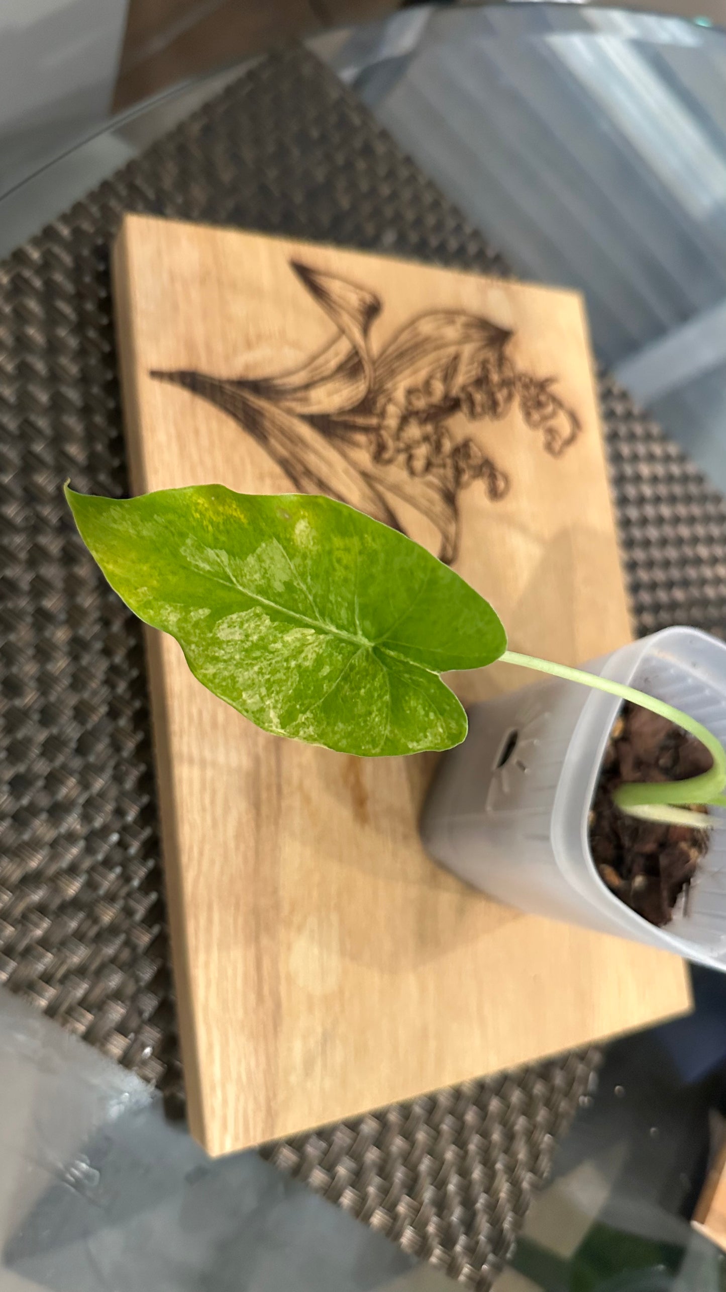 Alocasia Gageana Aurea #1