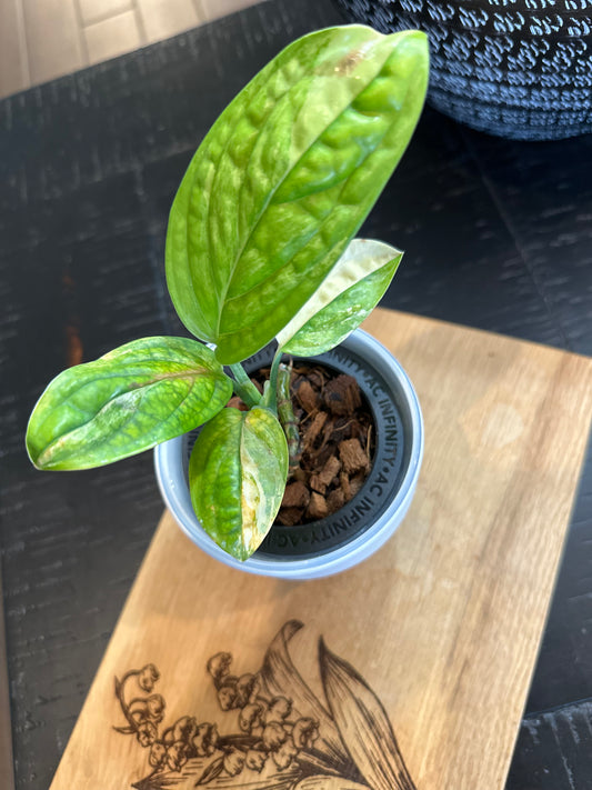Monstera Peru Variegated