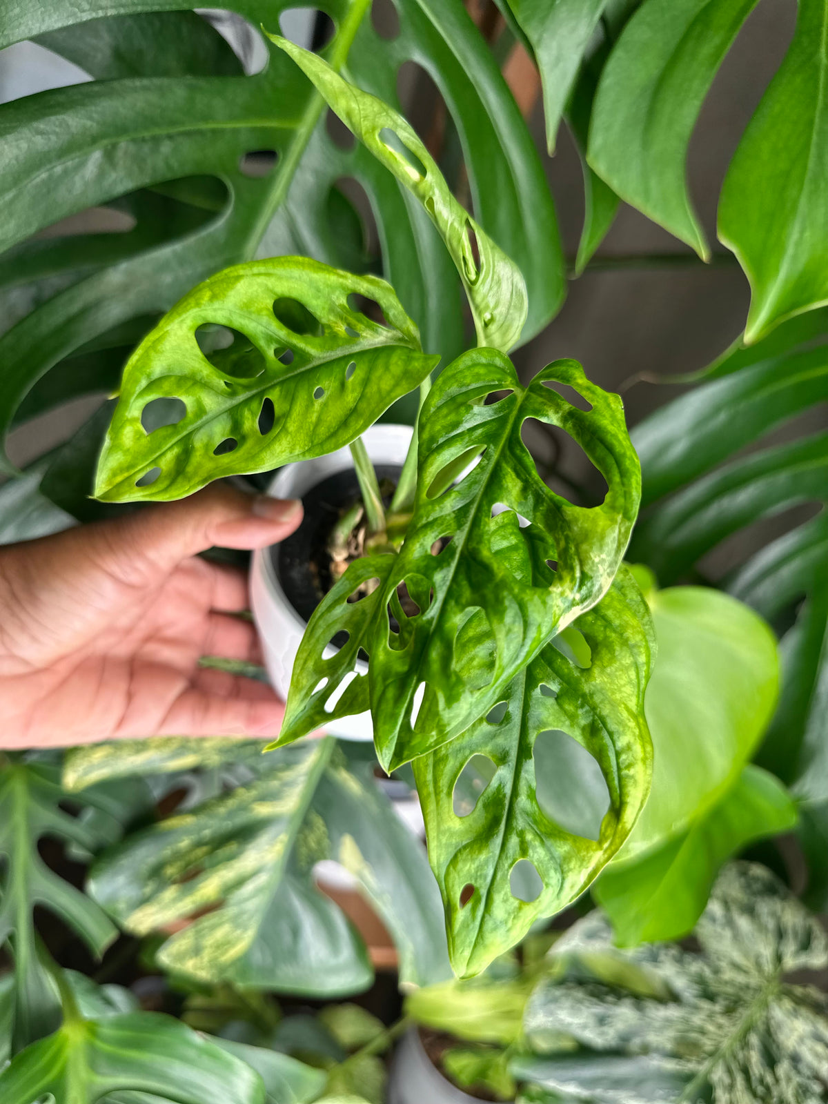 Monstera Adansonii Japanese Tricolor