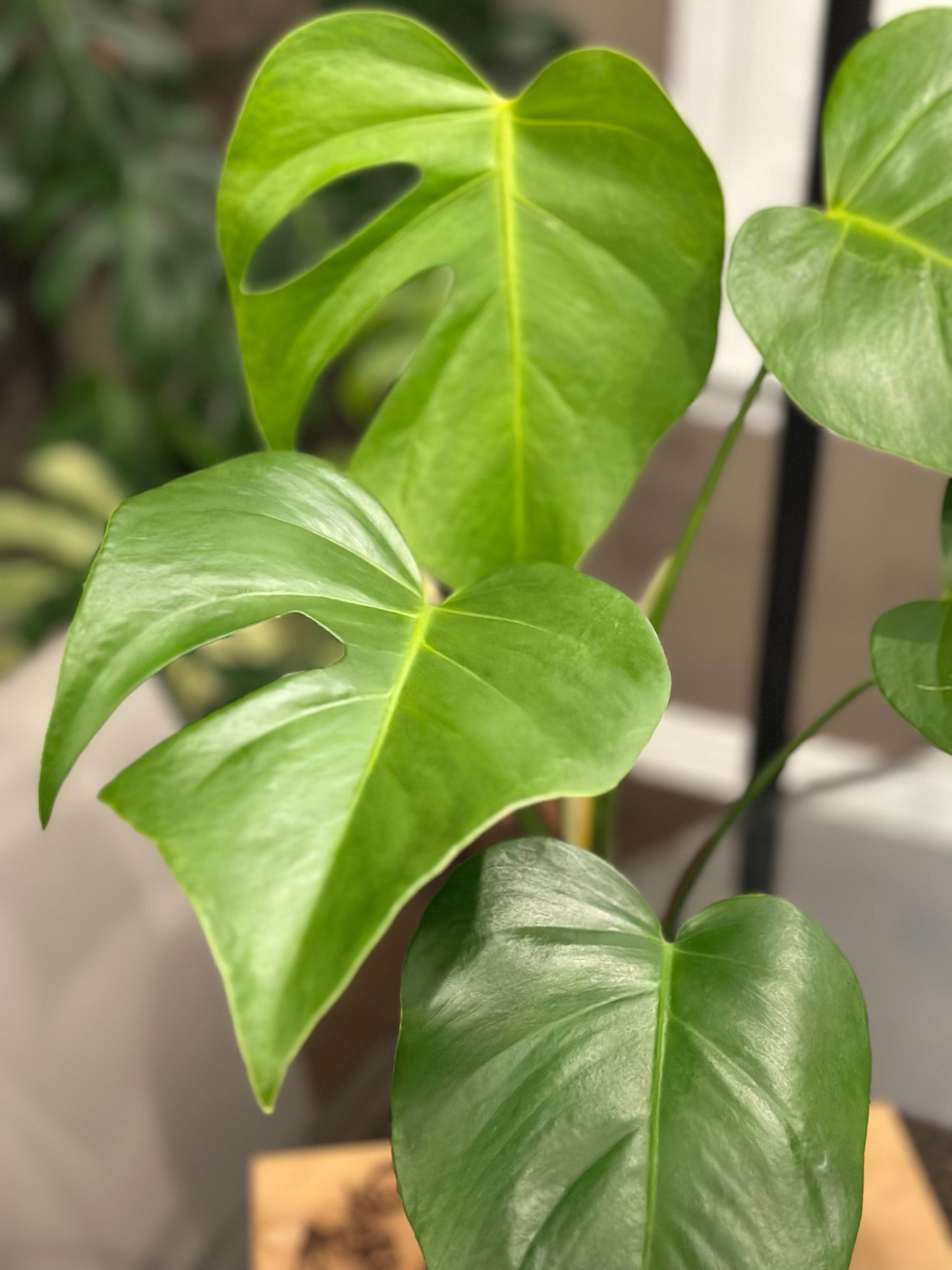 Monstera Sierrana