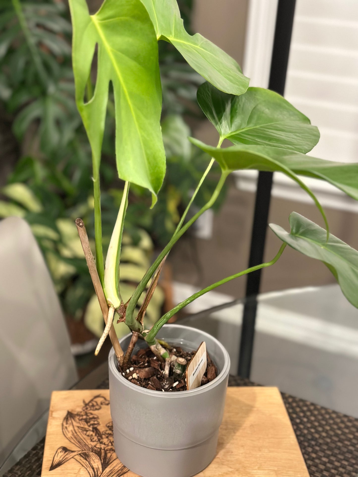 Monstera Sierrana