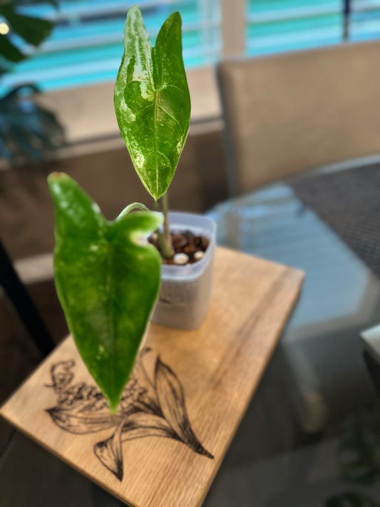 Alocasia Longiloba Albo