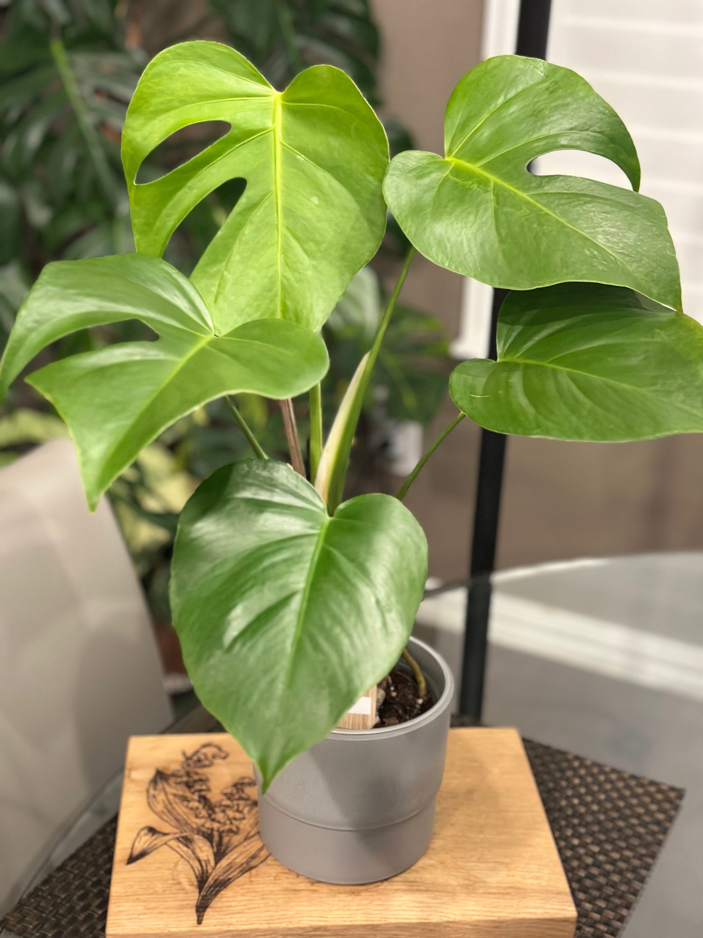 Monstera Sierrana
