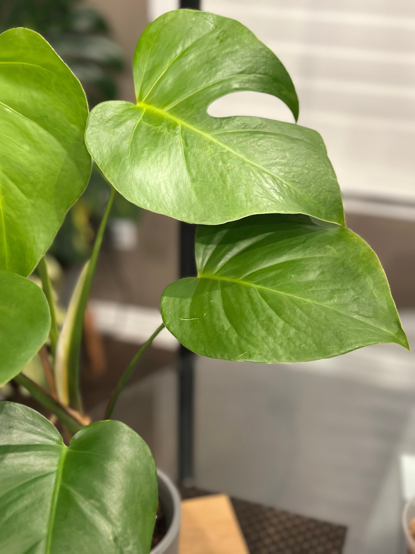 Monstera Sierrana