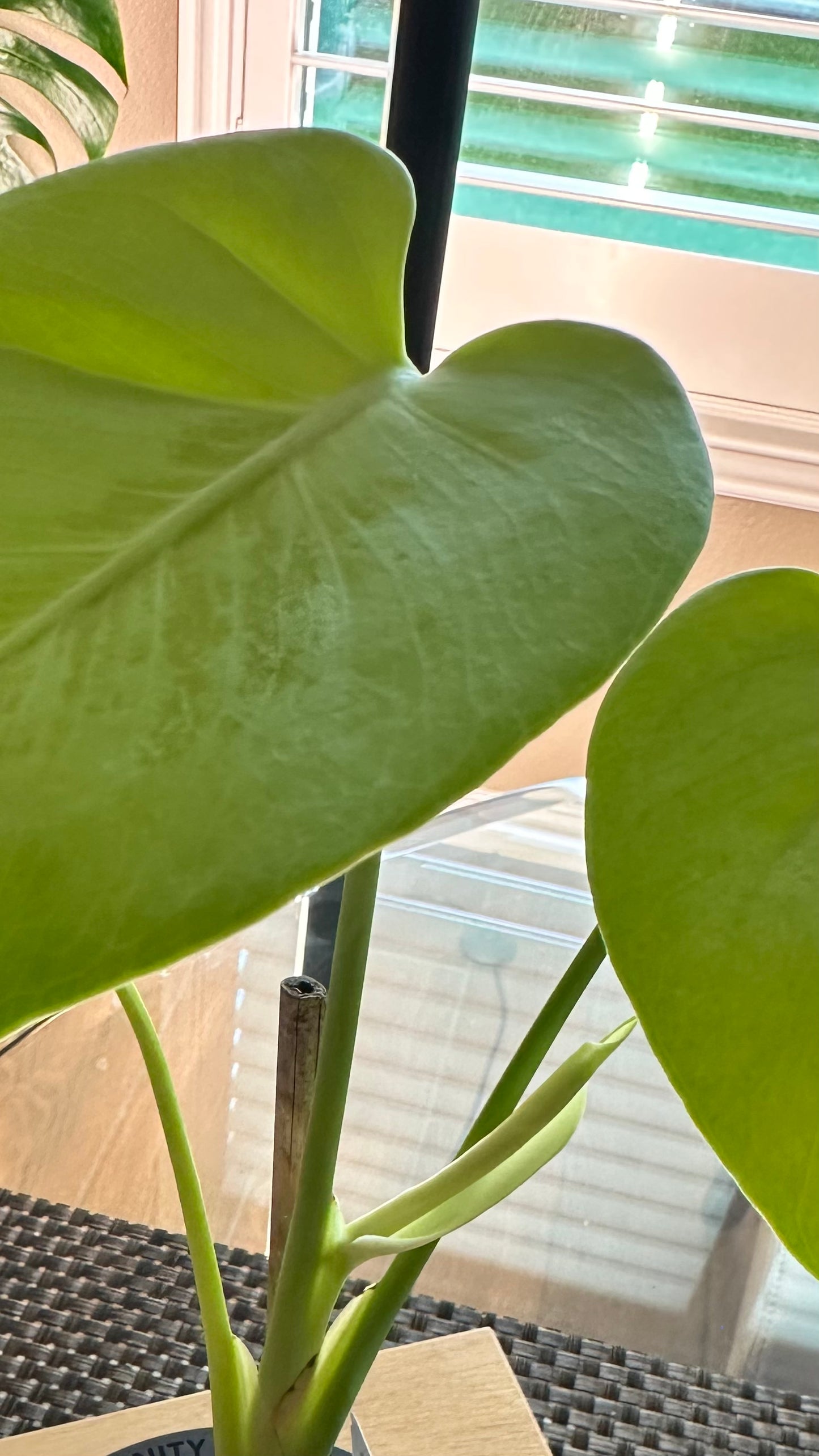 Monstera Lemon Lime