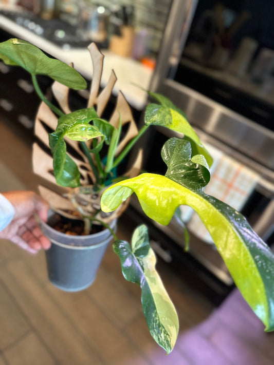 Philodendron Variegated Bipennifolium