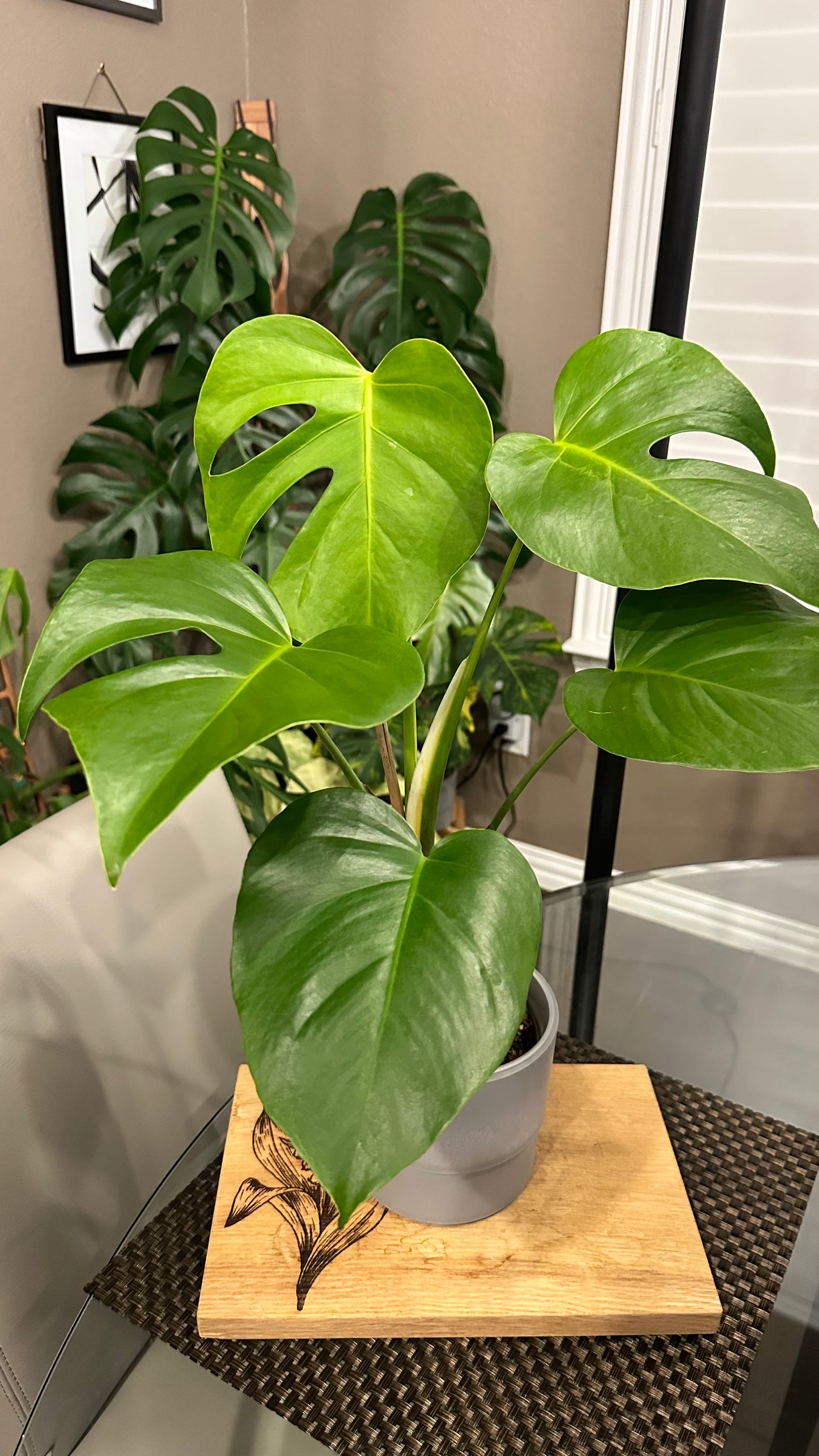 Monstera Sierrana