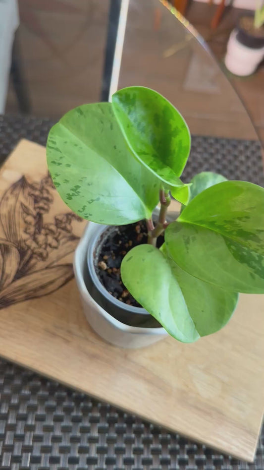 Peperomia Obtusifolia Marble
