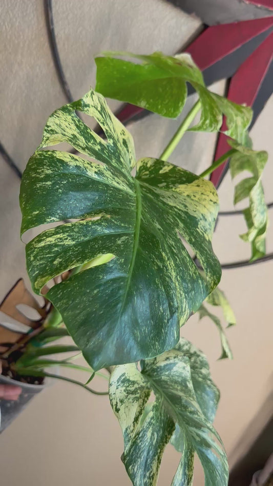 Monstera Mint - B
